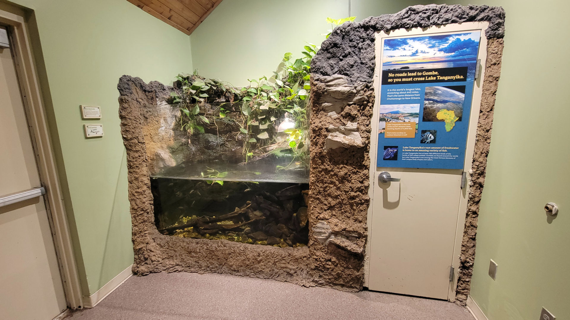 Apr. 2025 - Gombe Forest - Chimpanzee Interpretive Center - African Sideneck Turtle/Lyretail Cichlid Exhibit