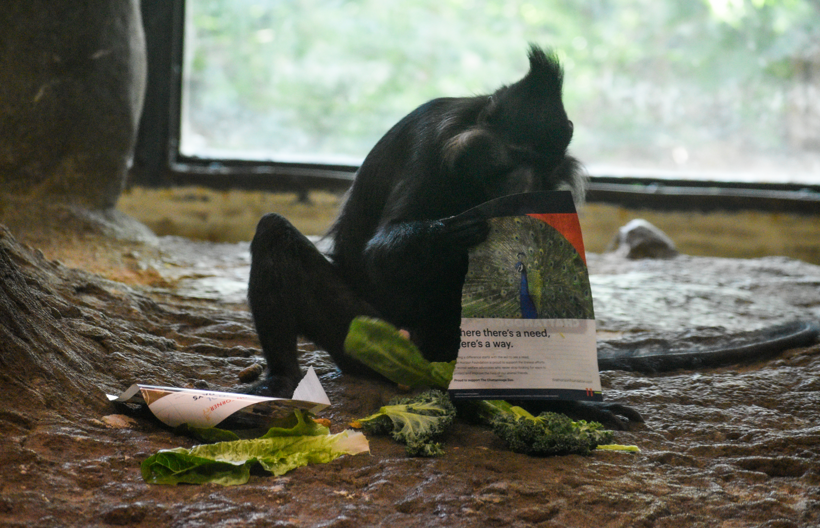 Apr. 2025 - Gombe Forest - Chimpanzee Interpretive Center - Black Mangabey