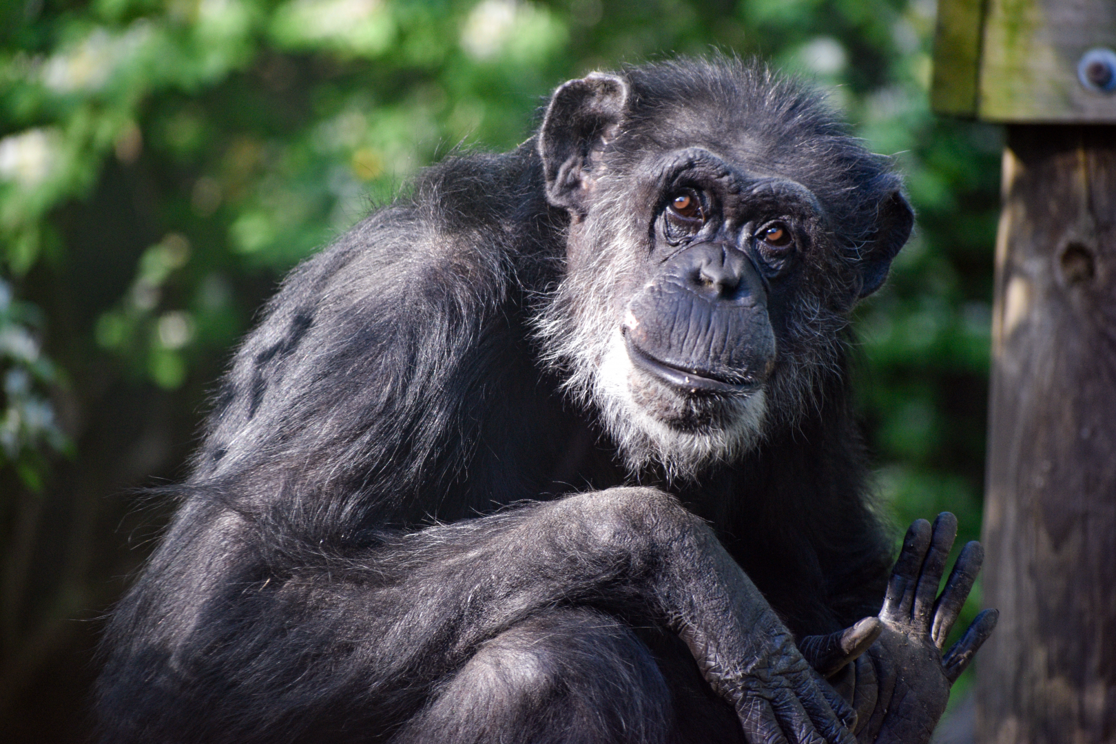Apr. 2025 - Gombe Forest - Chimpanzee