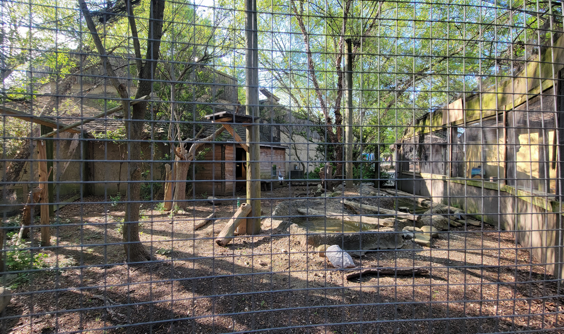 Apr. 2025 - Gombe Forest - East African Crowned Crane Exhibit