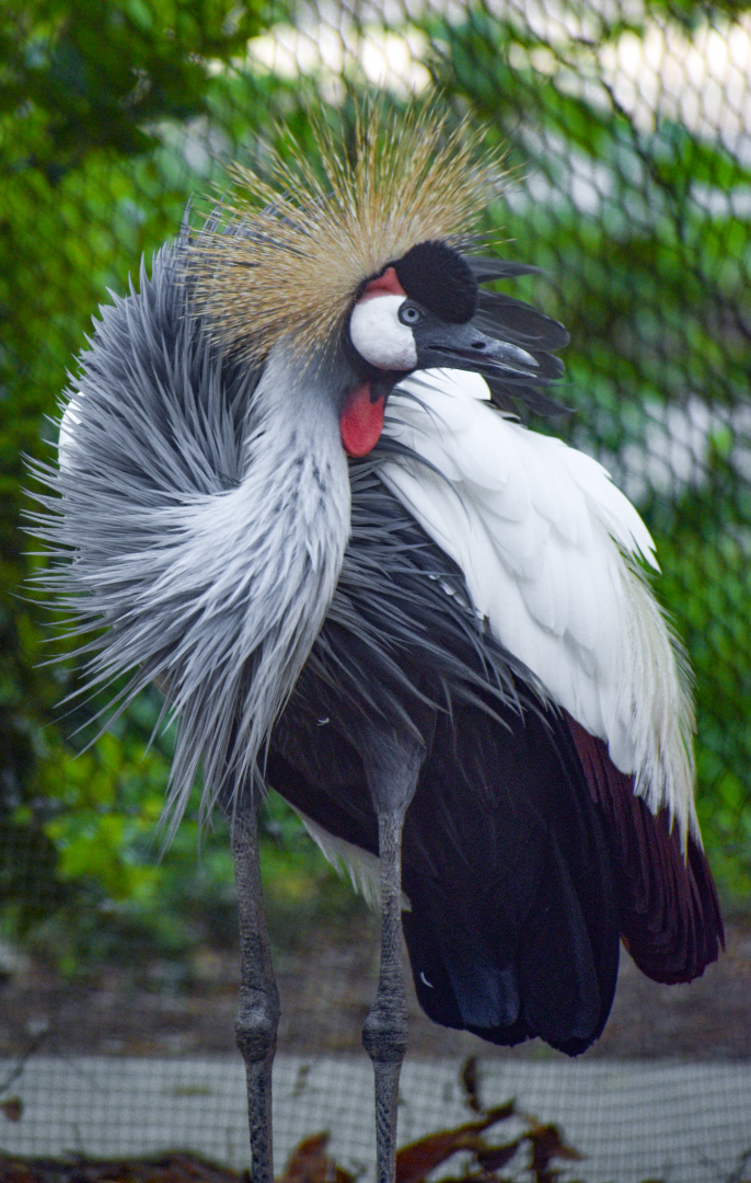 Apr. 2025 - Gombe Forest - East African Crowned Crane Exhibit