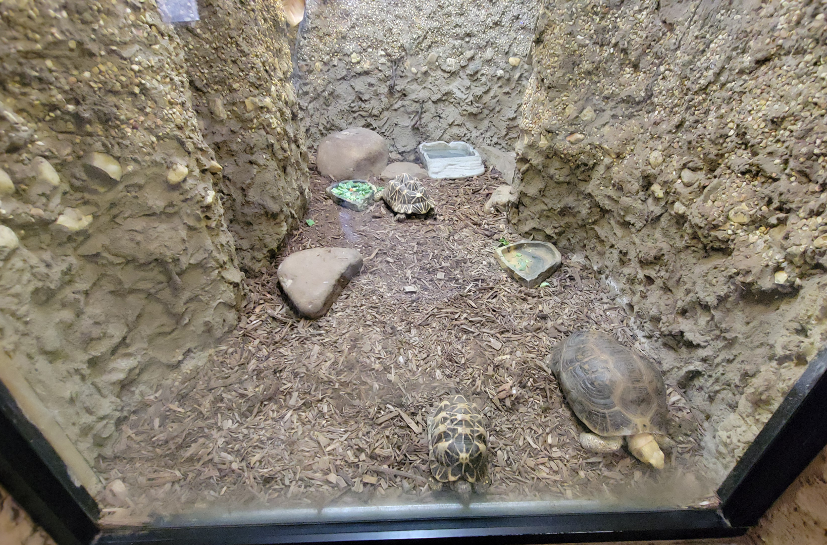 Apr. 2025 - Himalayan Passage - Indian Star Tortoise/Elongated Tortoise Exhibit