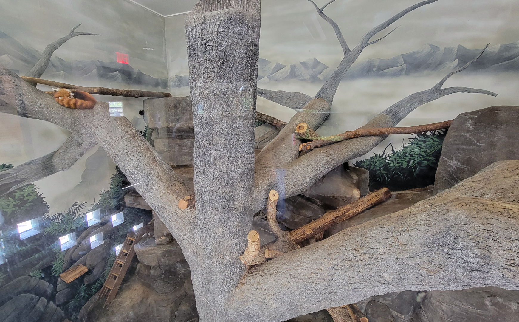 Apr. 2025 - Himalayan Passage - Red Panda Exhibit (1 of 2)