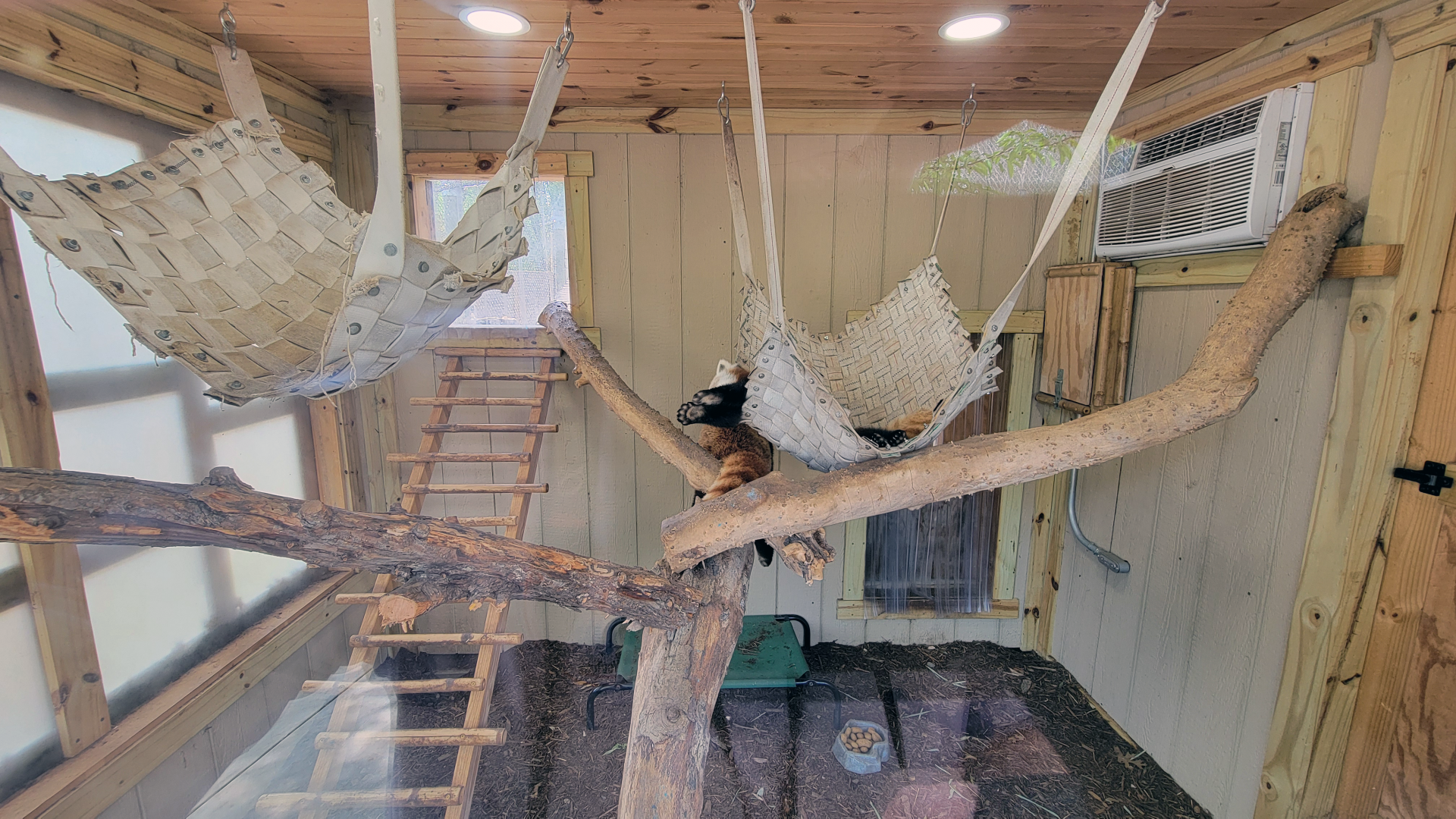 Apr. 2025 - Himalayan Passage - Red Panda Indoor Exhibit (1 of 2)