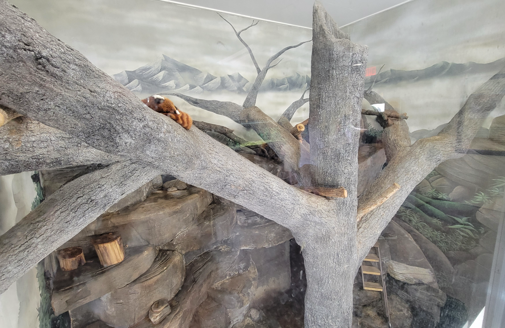 Apr. 2025 - Himalayan Passage - Red Panda Indoor Exhibit (1 of 2)