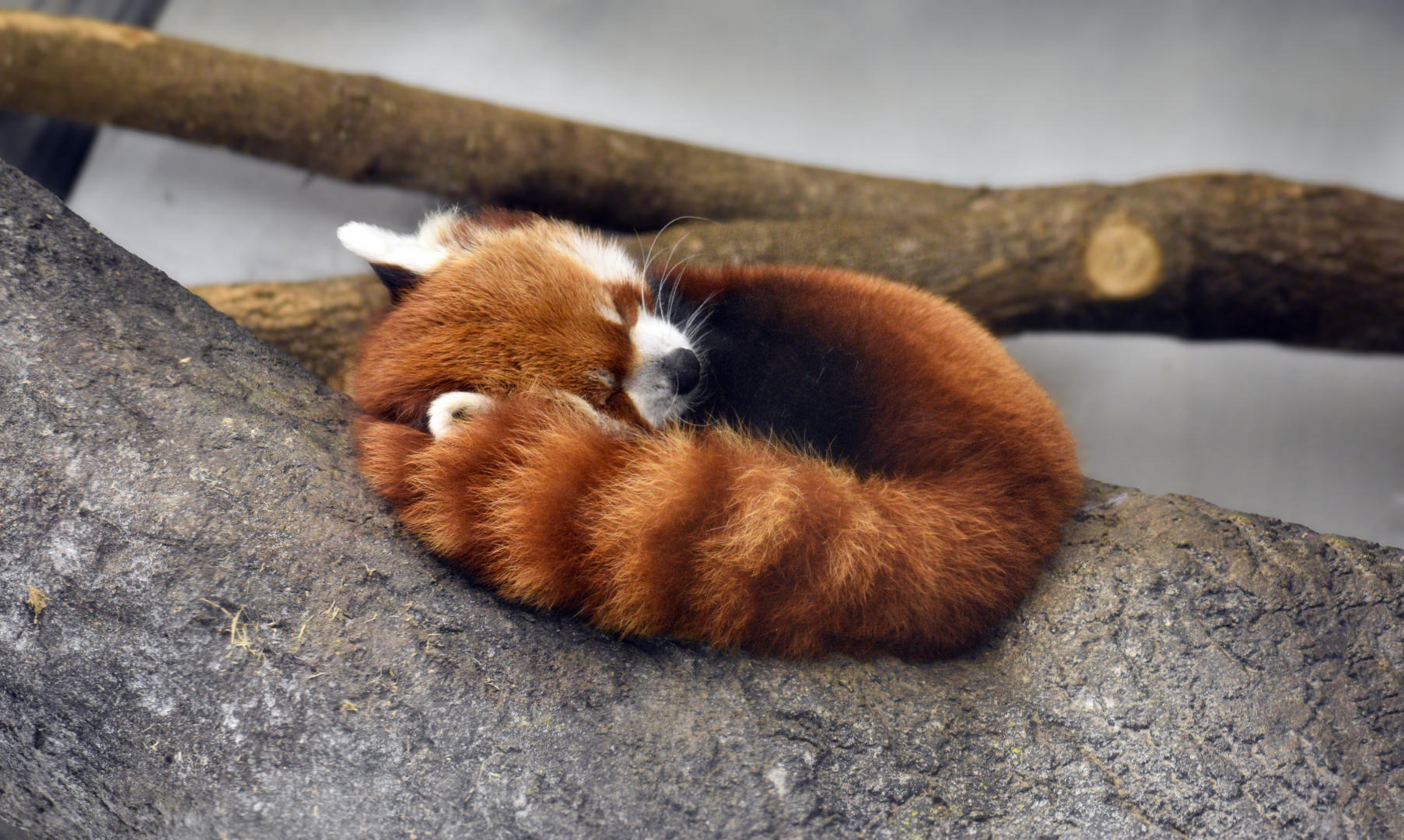 Apr. 2025 - Himalayan Passage - Red Panda