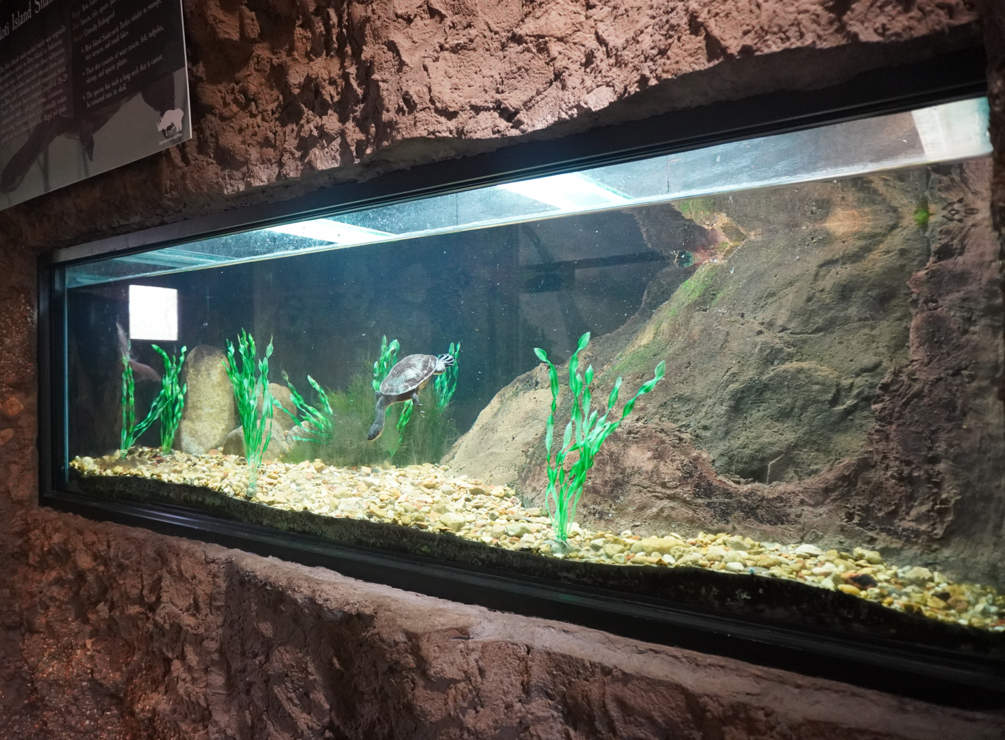 Apr. 2025 - Himalayan Passage - Roti Island Snake-necked Turtle Exhibit