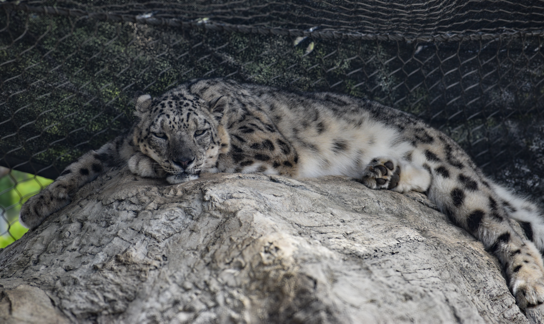 Apr. 2025 - Himalayan Passage - Snow Leopard