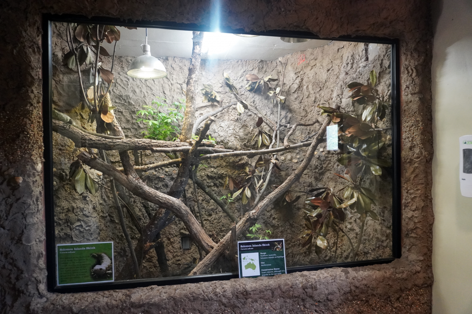 Apr. 2025 - Himalayan Passage - Solomon Island Skink Exhibit (Former Bali Mynah)
