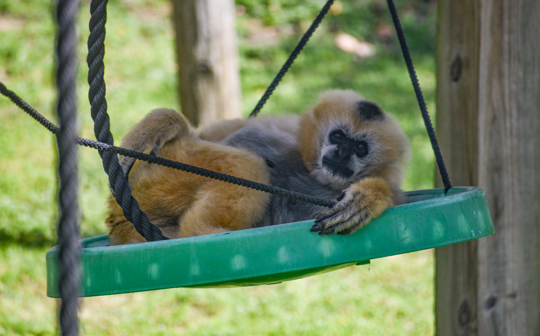 Apr. 2025 - Himalayan Passage - White-cheeked Gibbon (Mason)