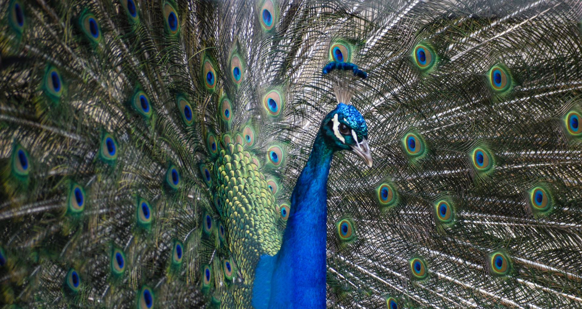 Apr. 2025 - Indian Peafowl