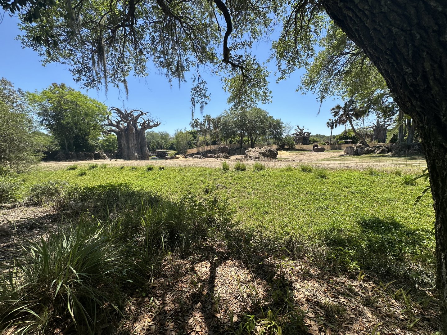 Apr. 2025 - Kilimanjaro Safaris - Main Elephant Yard