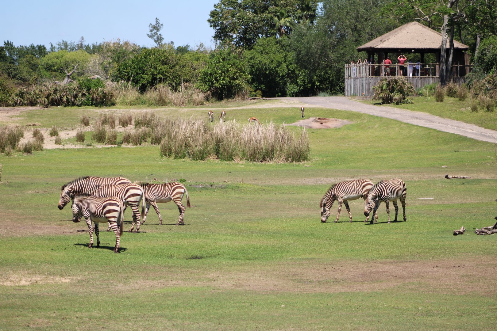 Apr. 2025 - Kilimanjaro Safaris - West Savanna Panorama