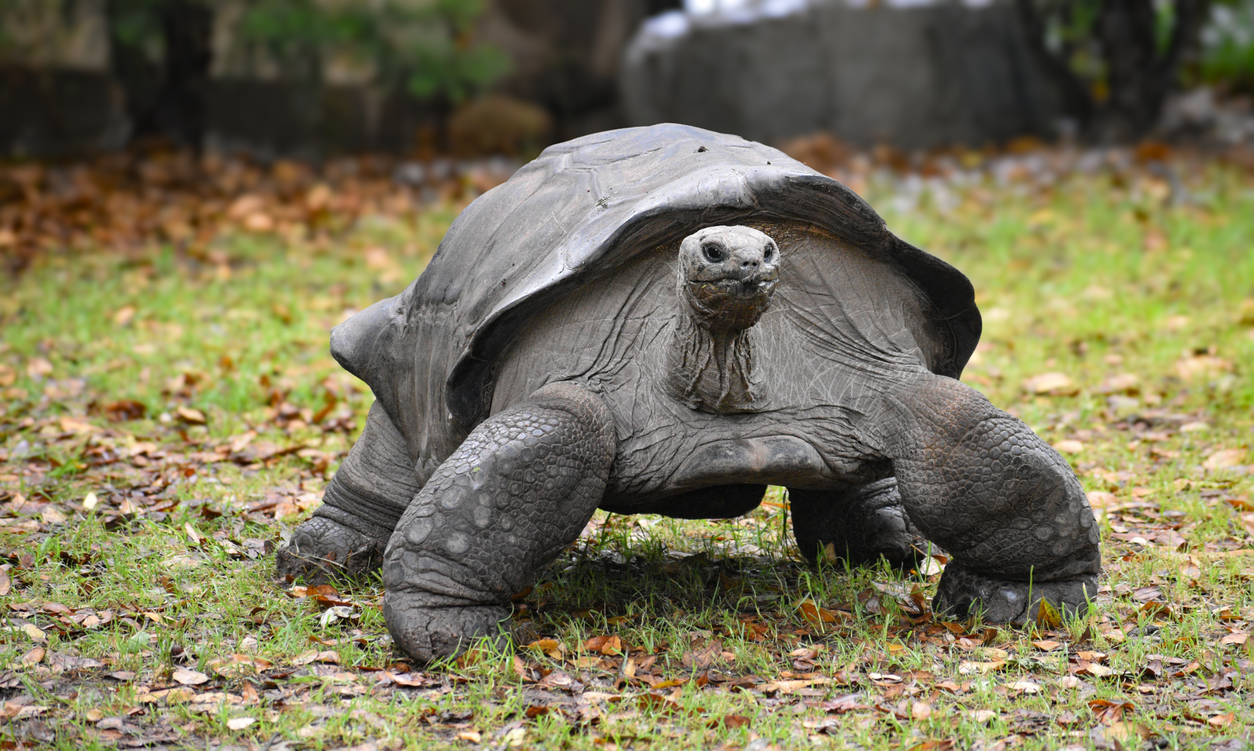 Apr. 2025 - MOLA - Aldabra Tortoise