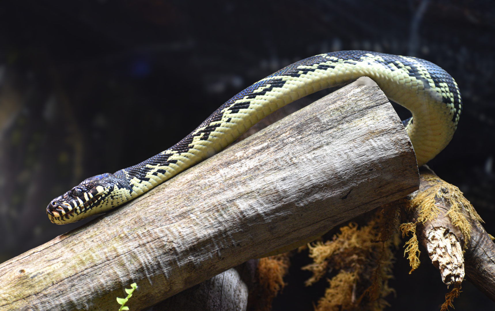 Apr. 2025 - MOLA - Boelen's Python