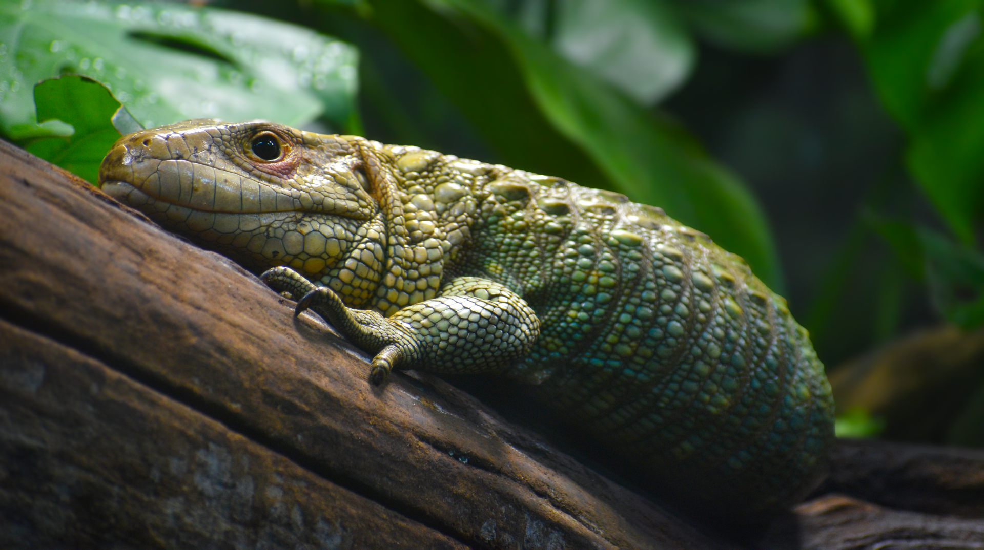 Apr. 2025 - MOLA - Caiman Lizard