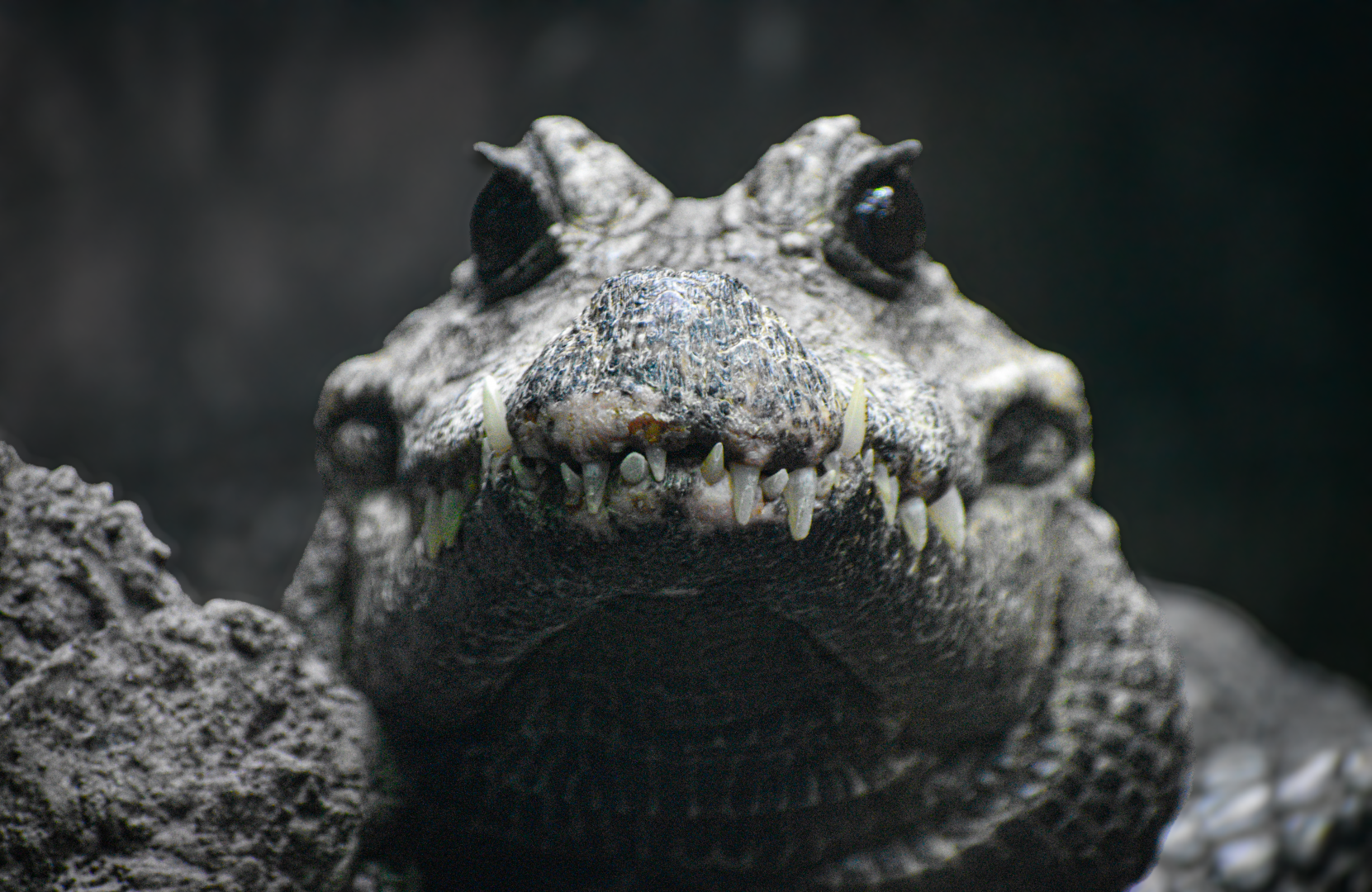 Apr. 2025 - MOLA - Dwarf Crocodile