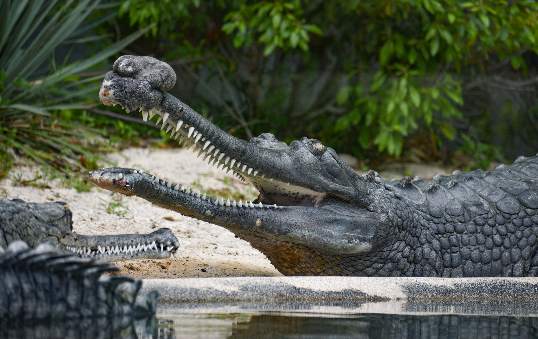 Apr. 2025 - MOLA - Gharial