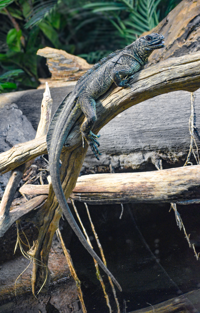 Apr. 2025 - MOLA - Philippine Sailfin Dragon