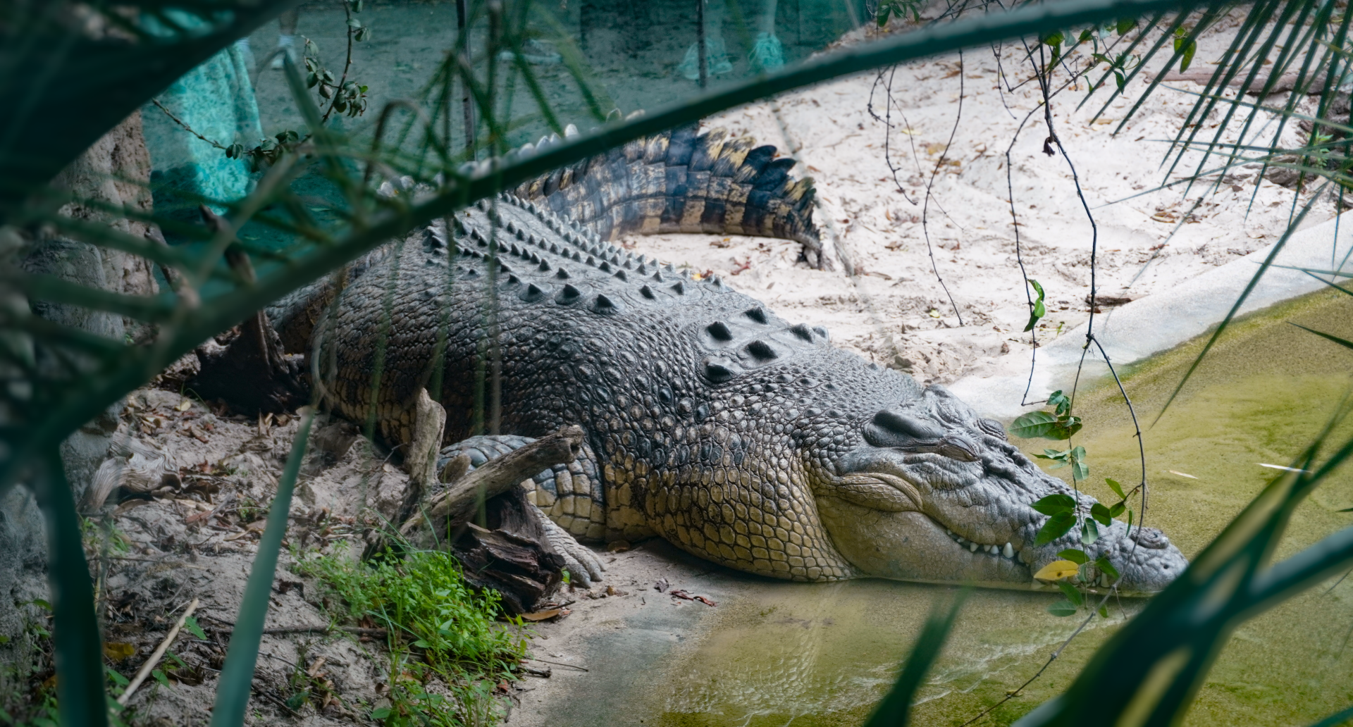 Apr. 2025 - MOLA - Saltwater Crocodile