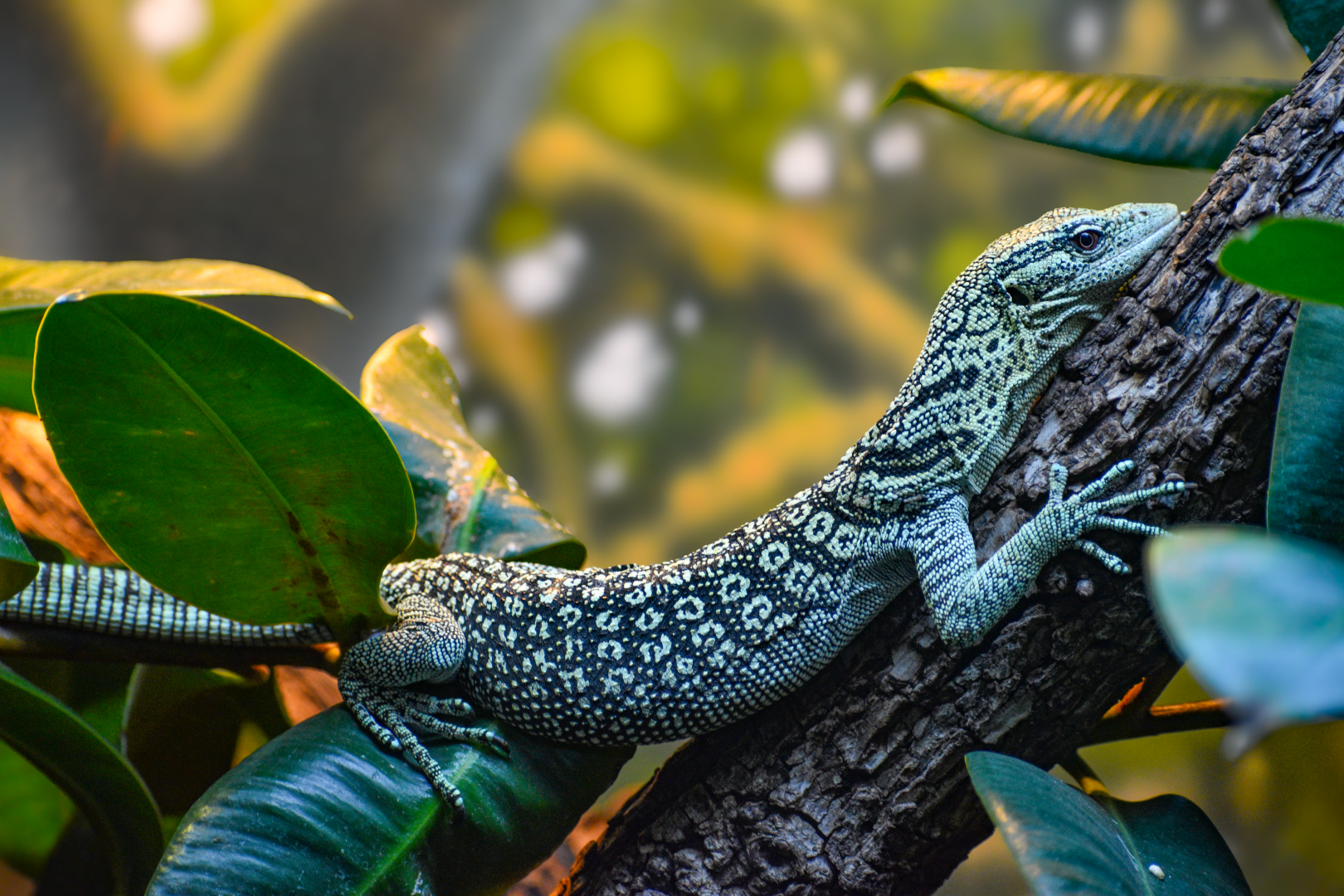 Apr. 2025 - MOLA - Yellow Tree Monitor