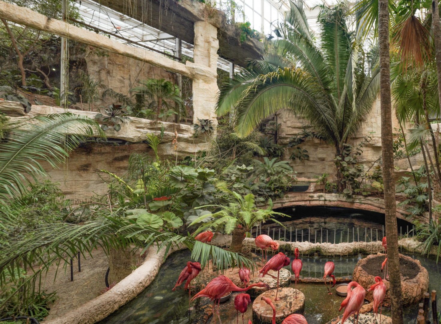 Apr. 2025 - Mundo Maya - American Flamingo Exhibit