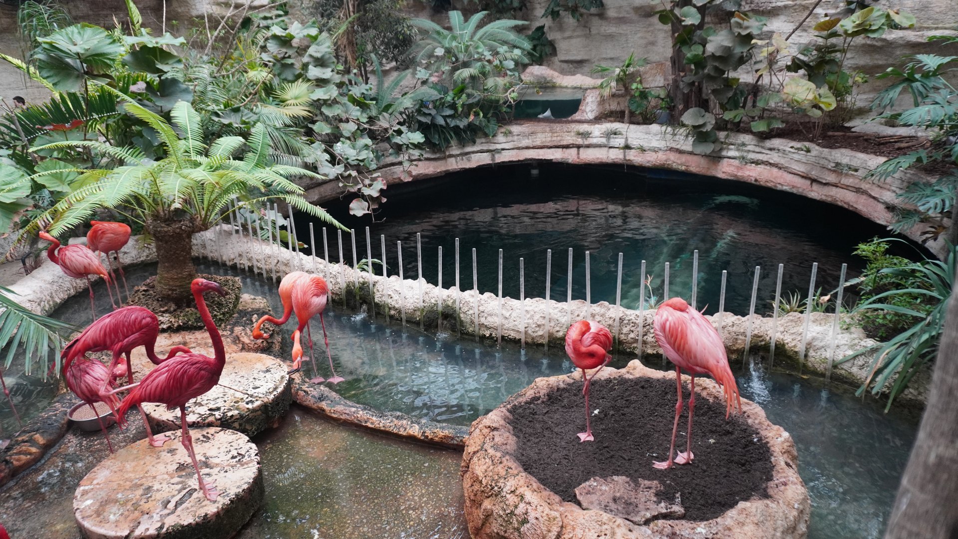 Apr. 2025 - Mundo Maya - American Flamingos + Cenote Tank
