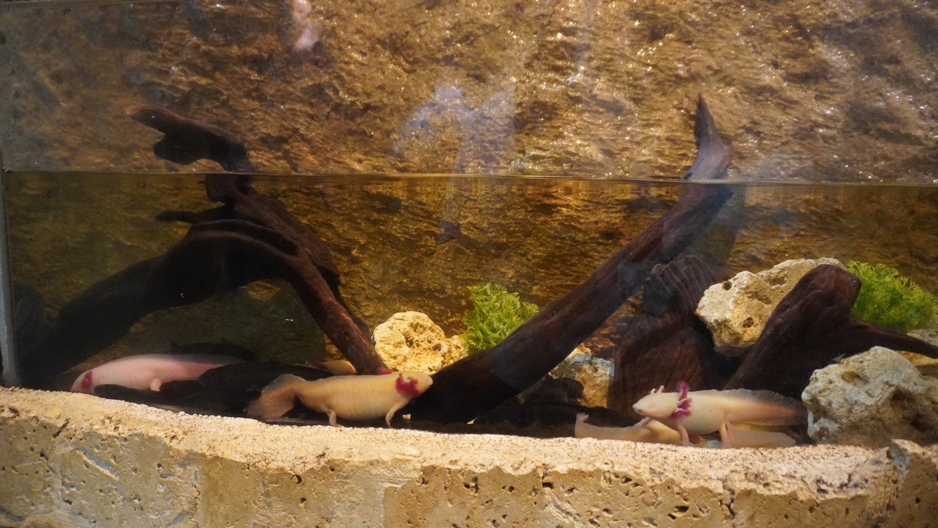 Apr. 2025 - Mundo Maya - Axolotl Exhibit