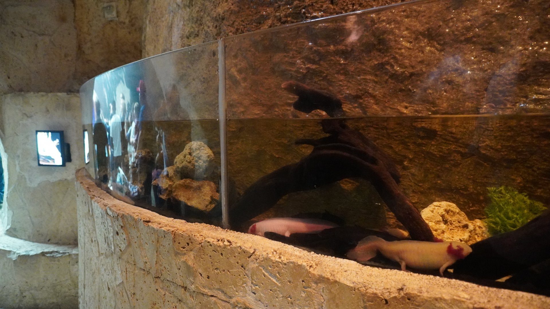 Apr. 2025 - Mundo Maya - Axolotl Exhibit