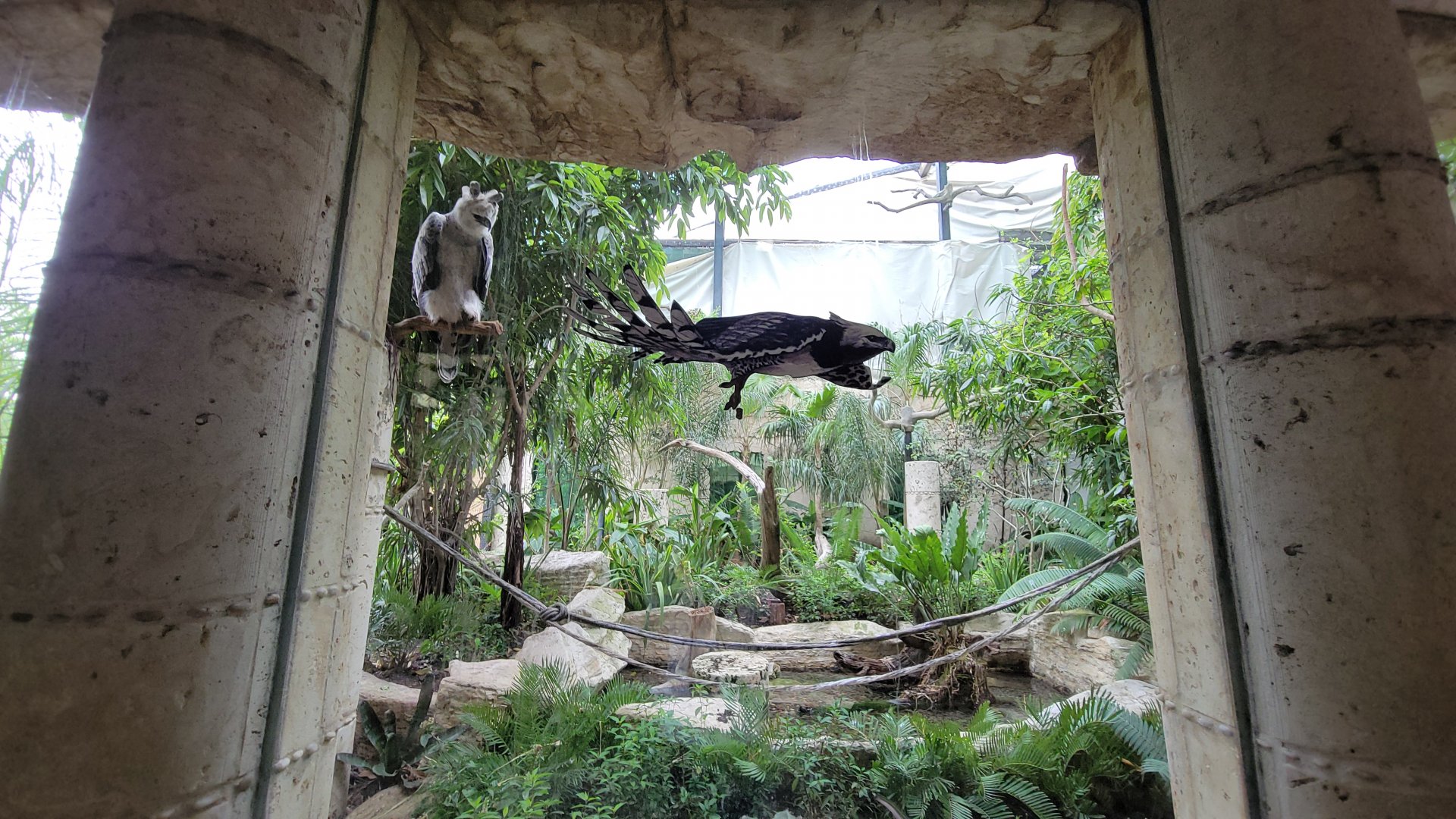 Apr. 2025 - Mundo Maya - Birds of El Trifuno - Harpy Eagle Exhibit