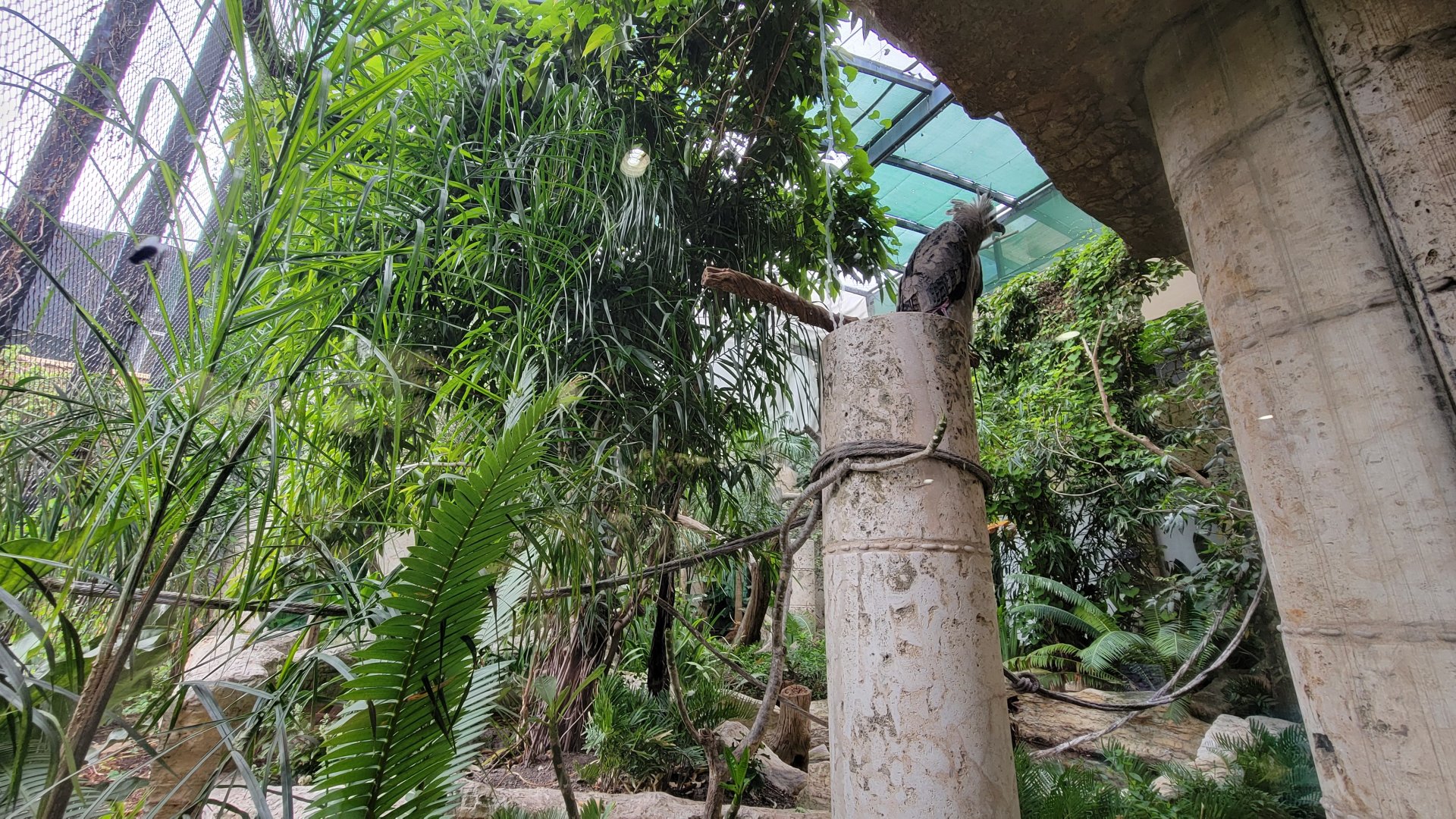 Apr. 2025 - Mundo Maya - Birds of El Trifuno - Harpy Eagle Exhibit