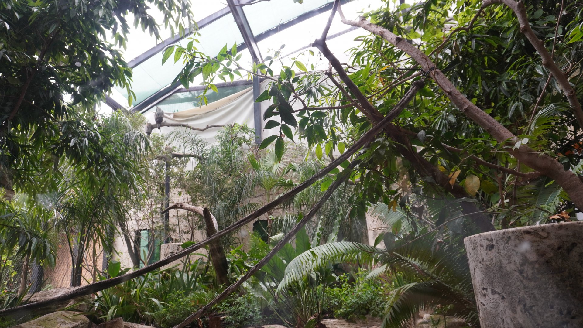 Apr. 2025 - Mundo Maya - Birds of El Trifuno - Harpy Eagle Exhibit