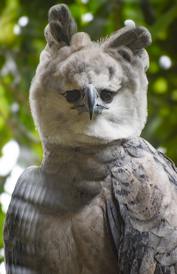 Apr. 2025 - Mundo Maya - Birds of El Trifuno - Harpy Eagle