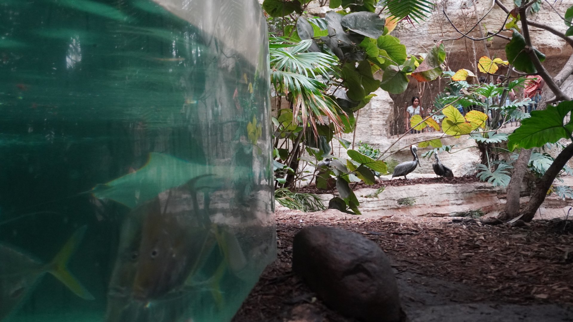 Apr. 2025 - Mundo Maya - Caribbean Creatures + Brown Pelicans