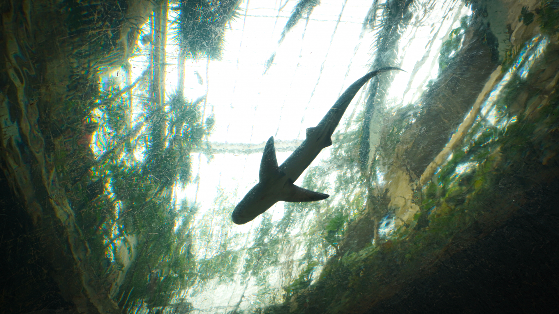 Apr. 2025 - Mundo Maya - Cenote - Brown Shark