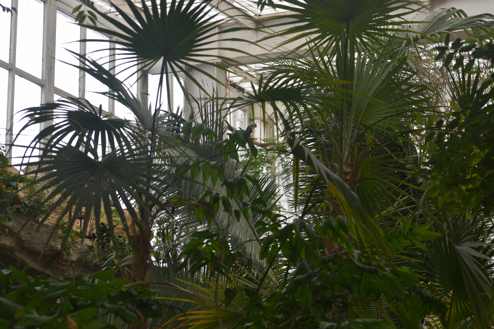 Apr. 2025 - Mundo Maya - Guinea Crested Eagle Exhibit