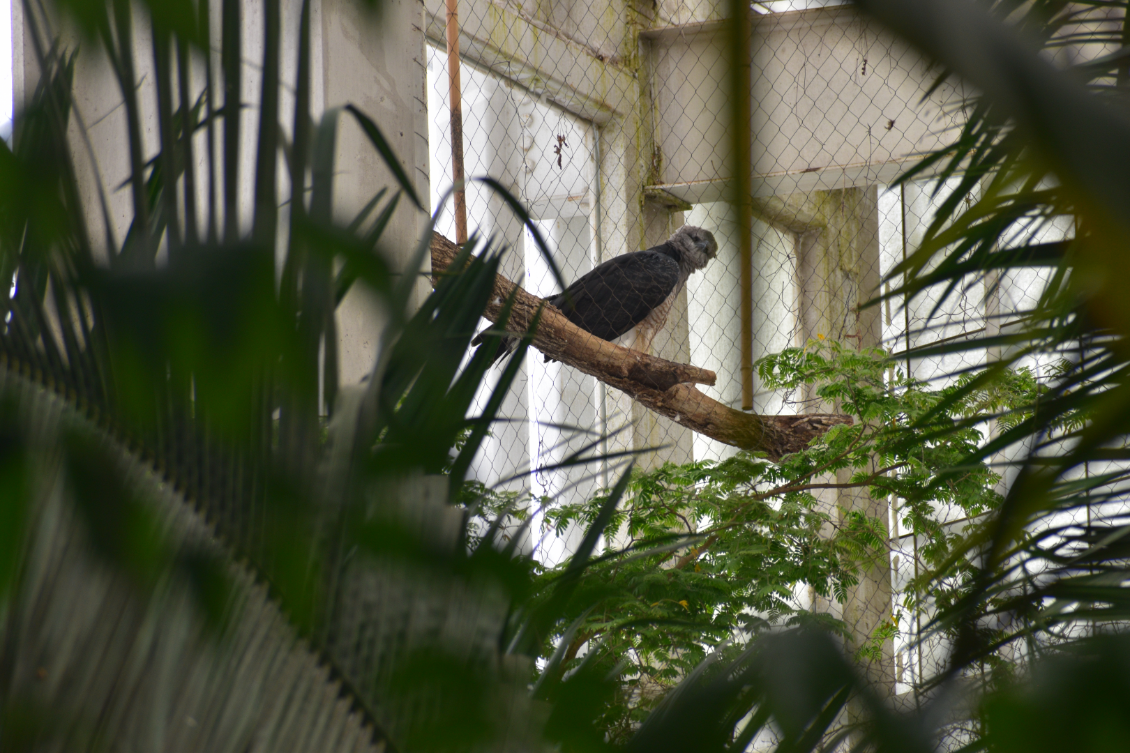Apr. 2025 - Mundo Maya - Guinea Crested Eagle Exhibit