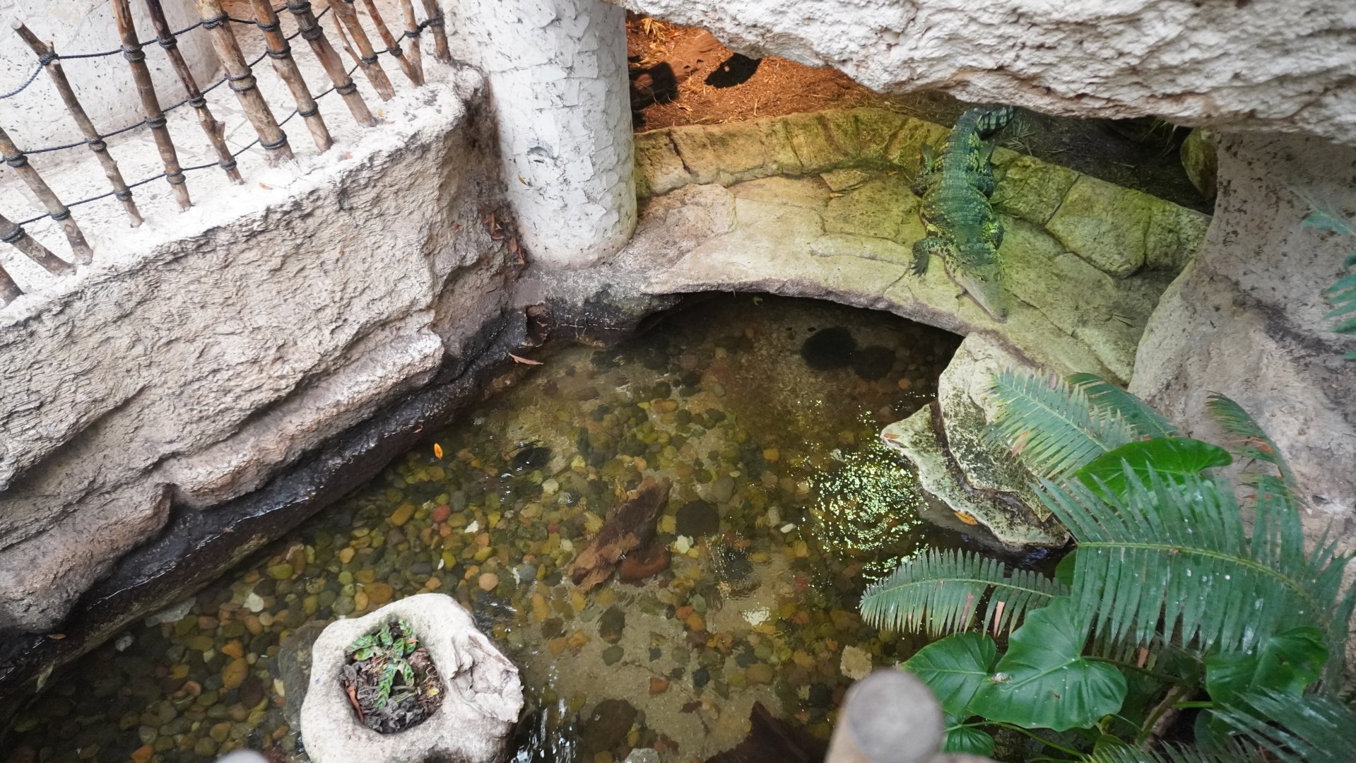 Apr. 2025 - Mundo Maya - House of Zots - Morelet's Crocodile Exhibit