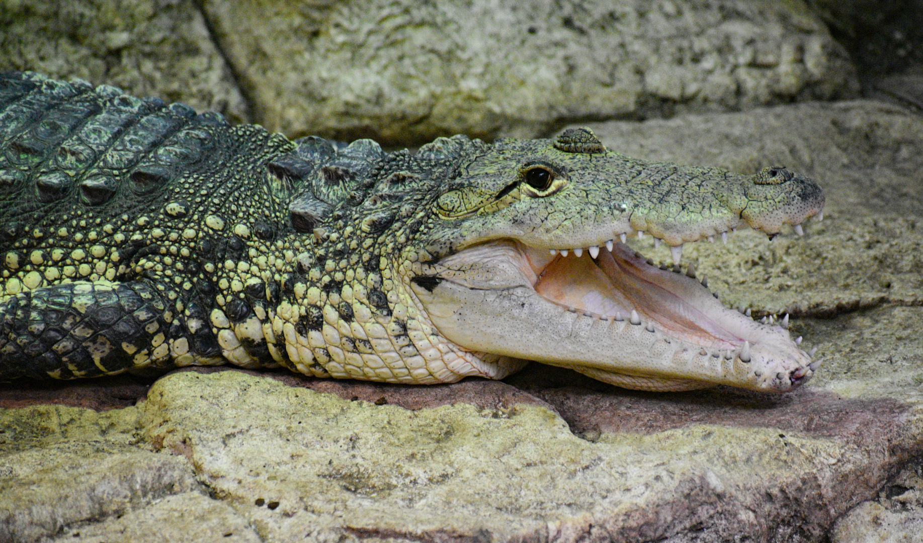 Apr. 2025 - Mundo Maya - House of Zots - Morelet's Crocodile