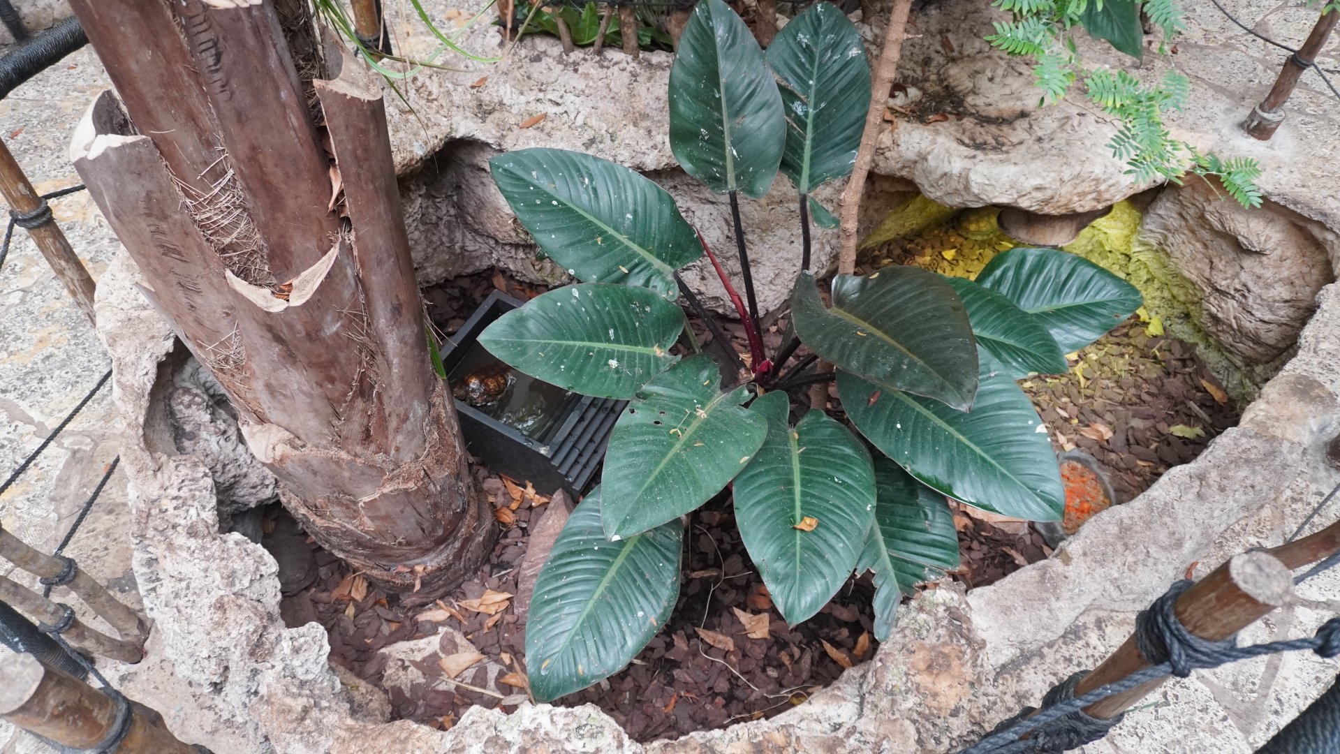 Apr. 2025 - Mundo Maya - House of Zots - Painted Wood Turtle Exhibit