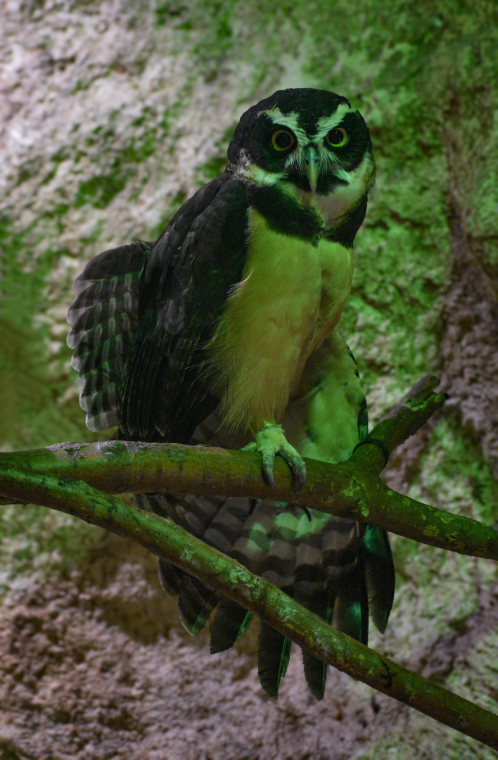 Apr. 2025 - Mundo Maya - House of Zots - Spectacled Owl