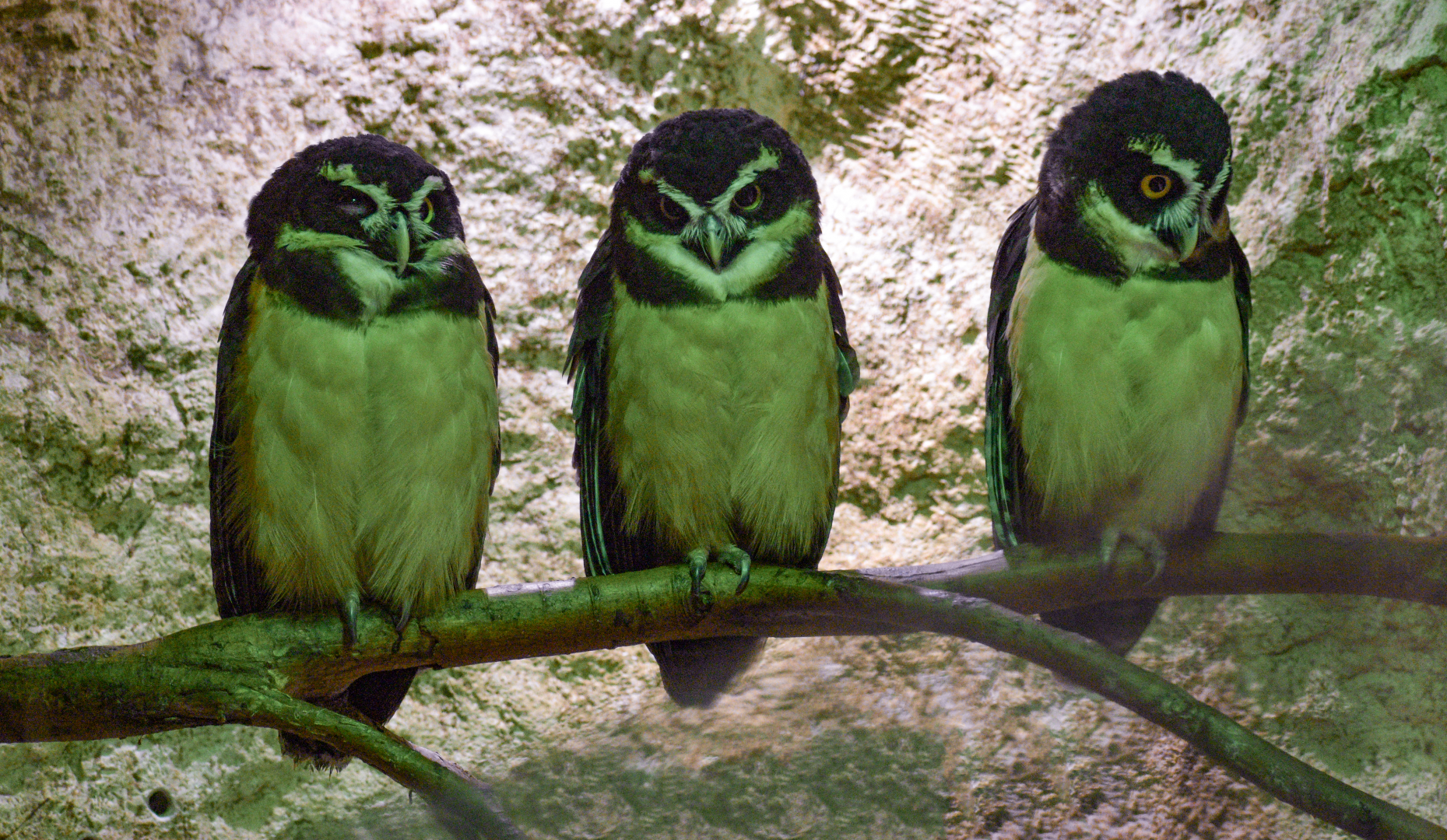 Apr. 2025 - Mundo Maya - House of Zots - Spectacled Owls