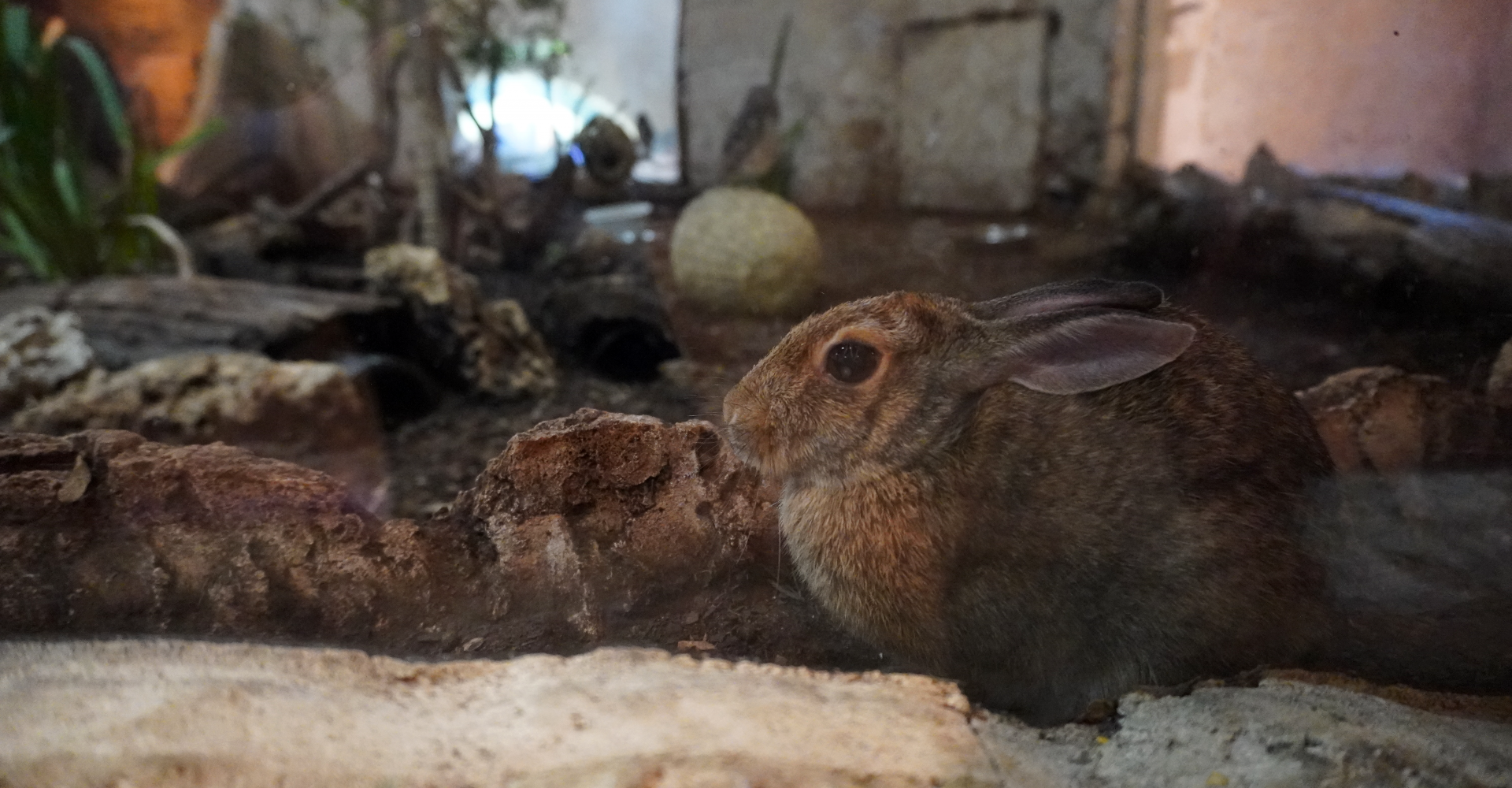 Apr. 2025 - Mundo Maya - Los Petenes - Desert Cottontail