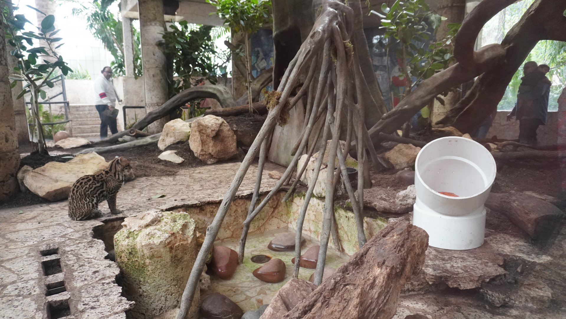 Apr. 2025 - Mundo Maya - Mayan Temple - Ocelot Exhibit