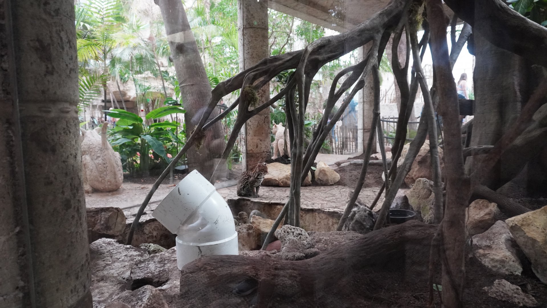 Apr. 2025 - Mundo Maya - Mayan Temple - Ocelot Exhibit