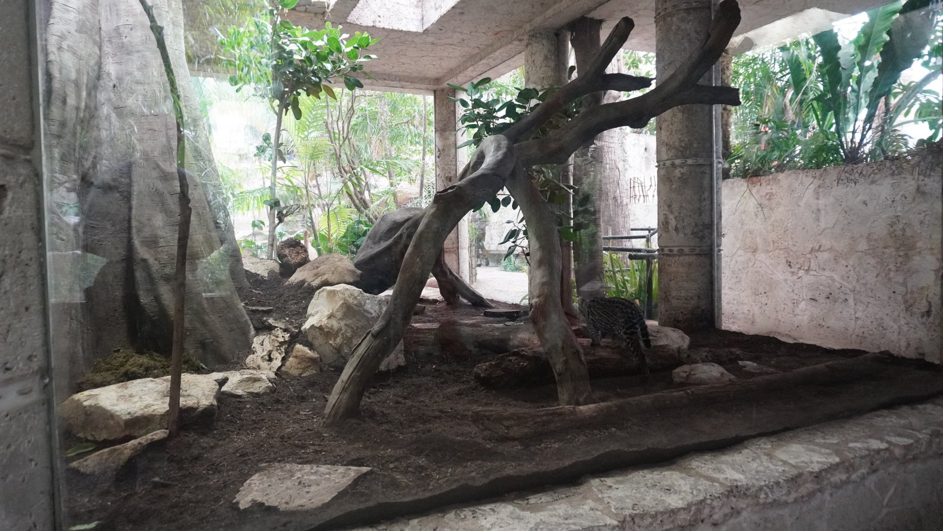 Apr. 2025 - Mundo Maya - Mayan Temple - Ocelot Exhibit