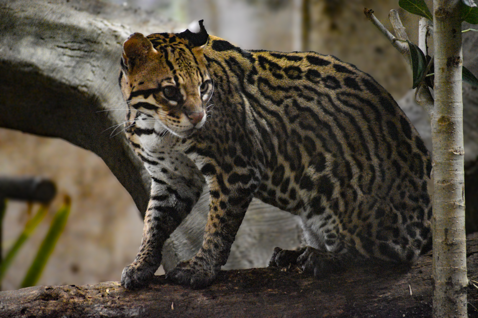 Apr. 2025 - Mundo Maya - Mayan Temple - Ocelot