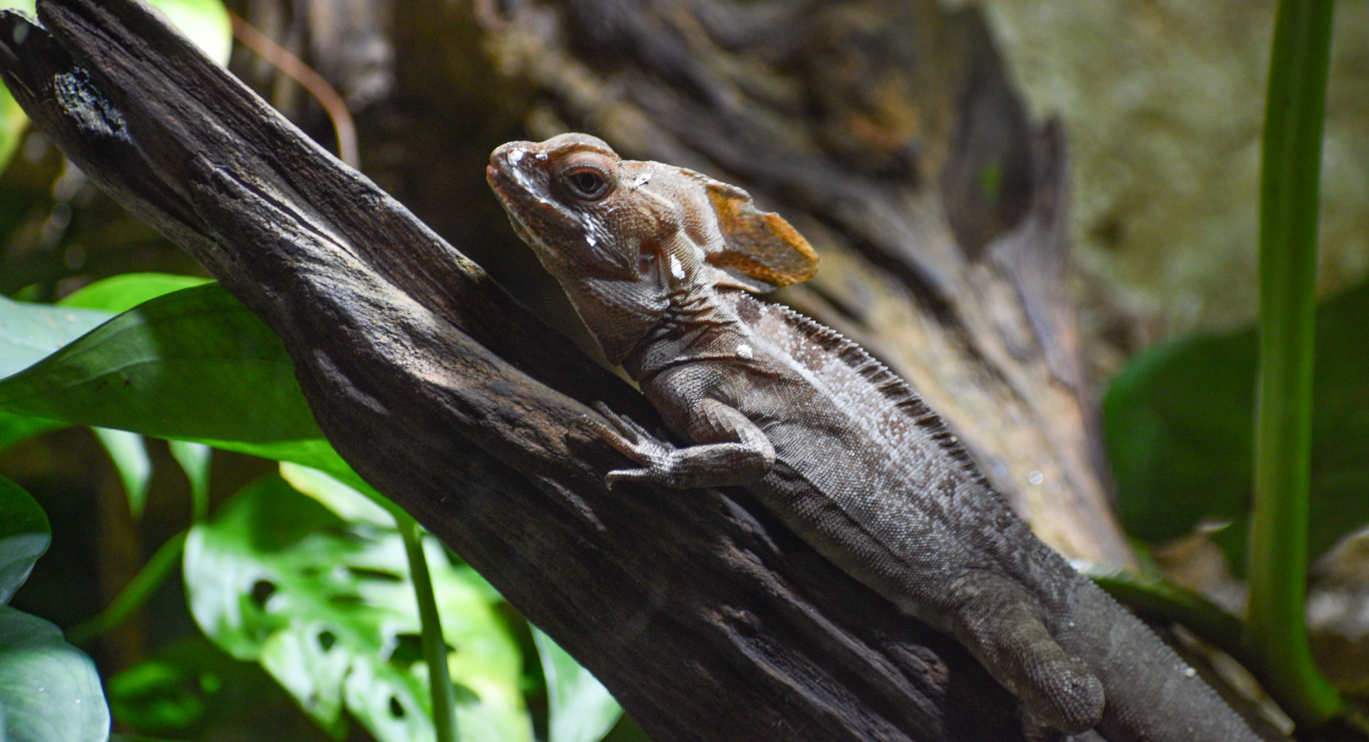 Apr. 2025 - Mundo Maya - Serpent's Den - Common Basilisk