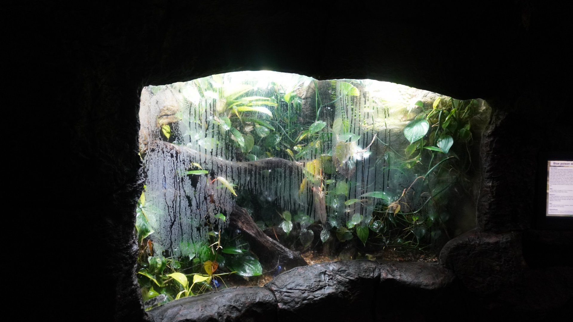 Apr. 2025 - Orinoco Rainforest: Aquatic - Blue Poison Dart Frog Exhibit