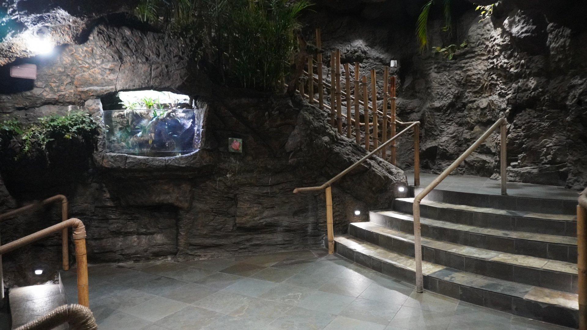 Apr. 2025 - Orinoco Rainforest: Aquatic - Surinam Toad Exhibit + Steps to the Understory